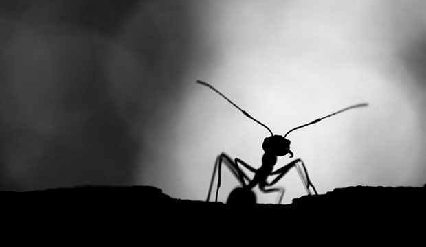 Podcast, L'homme et la fourmi