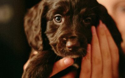 Le jour où j’ai écrit une histoire d’adoption de chien